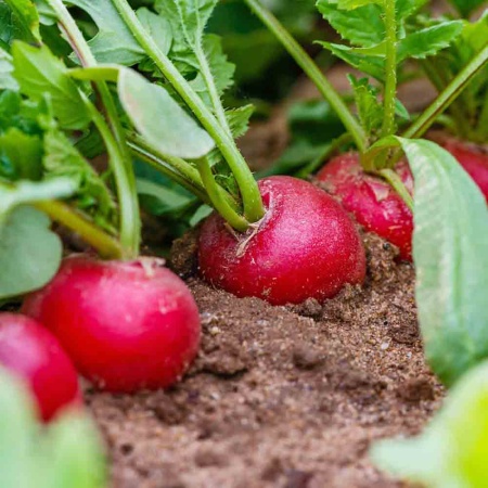 Редис Заря 3г