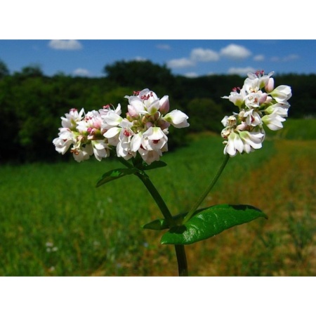 Семена гречихи 0,5 кг Семена гречихи 0,5 кг