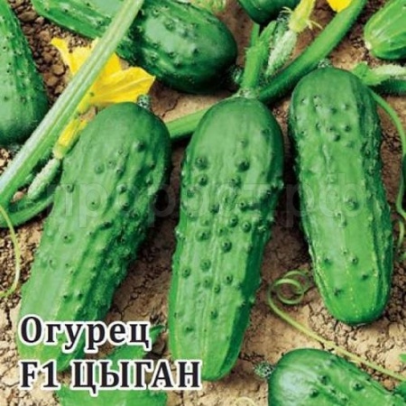 Огурец Цыган F1 250 шт Огурец Цыган F1 250 шт