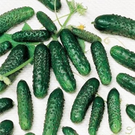 Огурец Маша F1 250 шт
