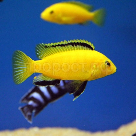 Цихлида ассорти S