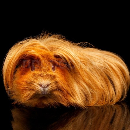 Грызуны Морская свинка перуанская