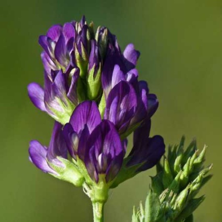 Семена люцерны 0,5 кг Семена люцерны 0,5 кг