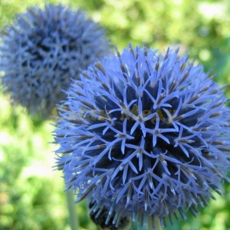 Семена мордовника 0,1 кг Семена мордовника 0,1 кг