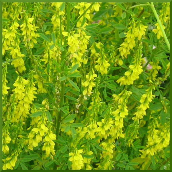 Семена донника желтого 0,5 кг