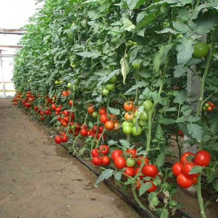 Томат Бычье сердце 0,1г